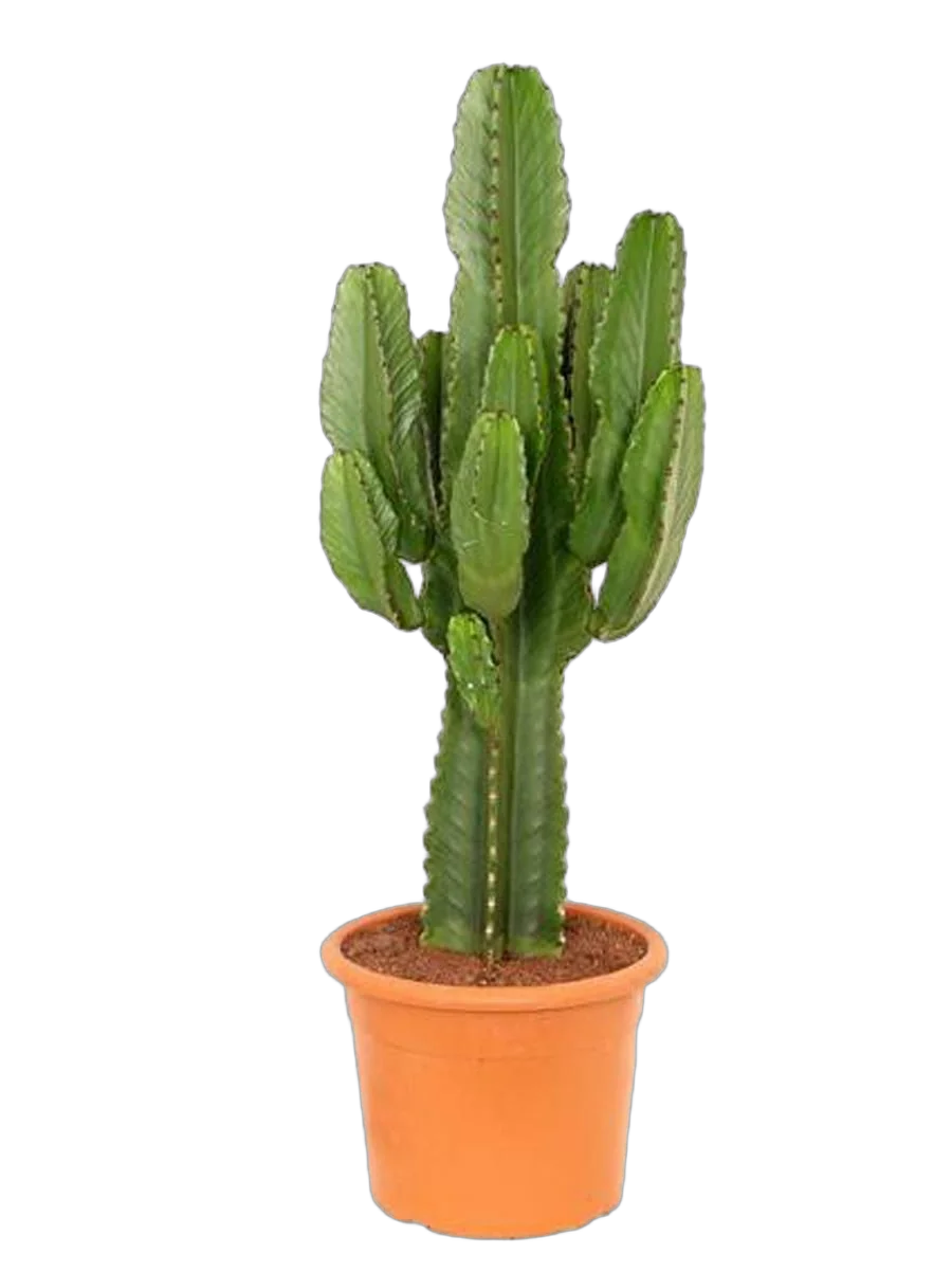 Эуфорбия Эритрея - Euphorbia eritrea D21 H70