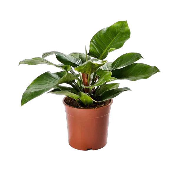 Филодендрон Империал Грин - Philodendron Imperial Green D24 H60