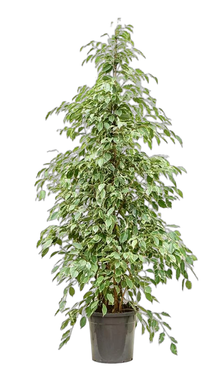 Фикус Бенджамина Голден Кинг - Ficus benjamina Golden King D40 H180