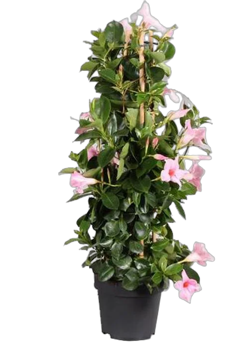 Мандевилла или Дипладения светло-розовая - Mandevilla D24 H80