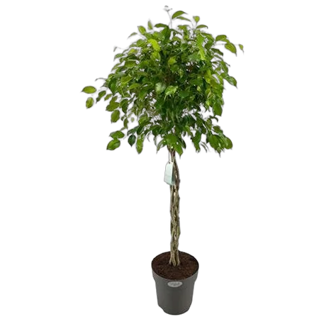 Фикус Бенджамина экзотика косичка - Ficus Be Exotica Twisted Stem D30 H130