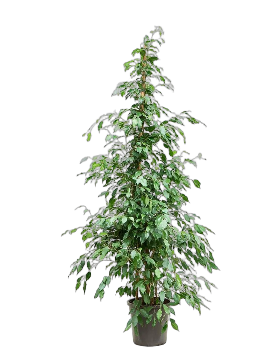 Фикус Бенджамина Экзотика - Ficus benjamina Exotica D40 H190