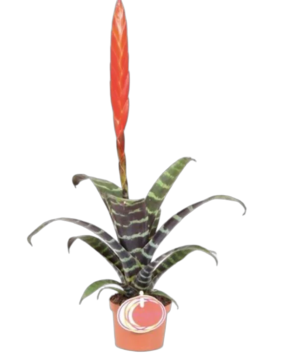 Фризея Era красная - Vriesea Era D9 H50