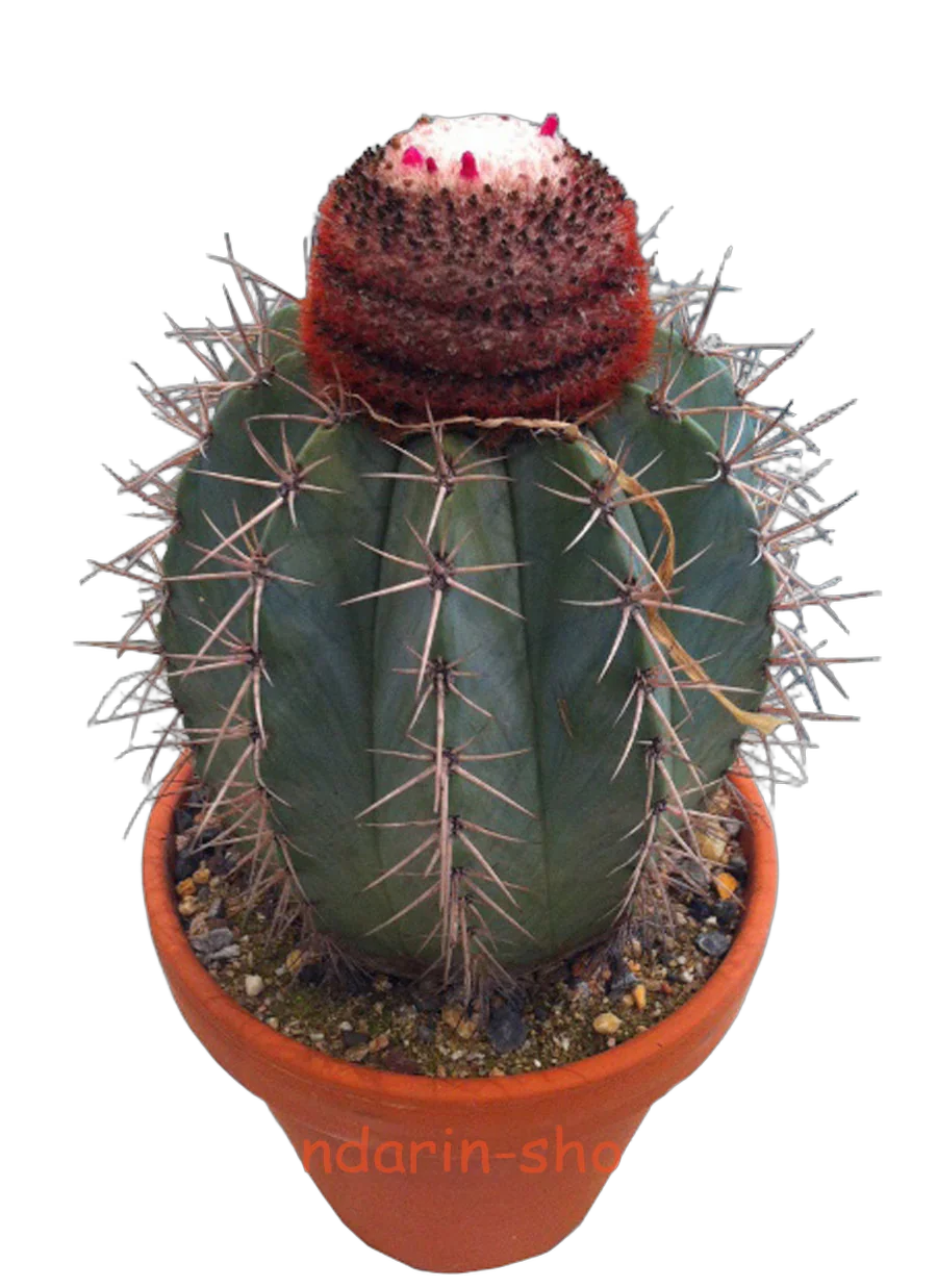Мелокактус Байский - Melocactus  Bahiensis D15 H20
