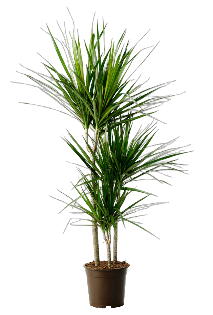 Драцена Маргината -Marginata magenta D12 H65