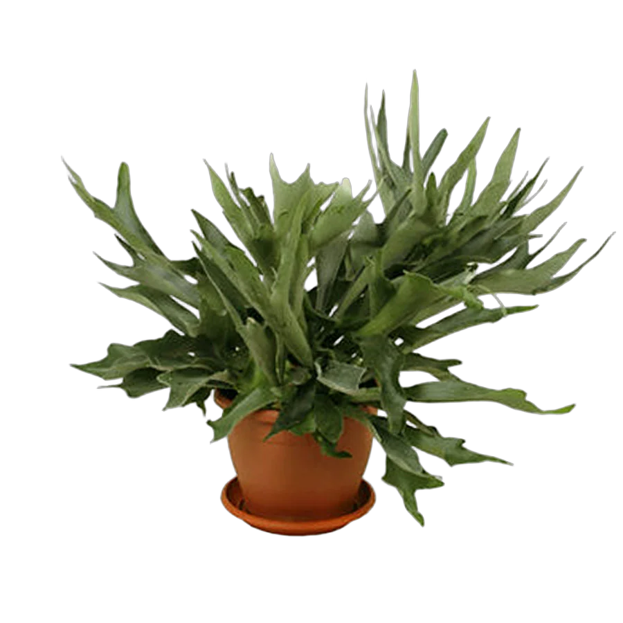 Платицериум оленерогий - Platycerium bifurcatum D18 H45