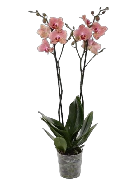 Фаленопсис гигантский 2 цветоноса - Phalaenopsis gigantea Desert Dream D15 H100