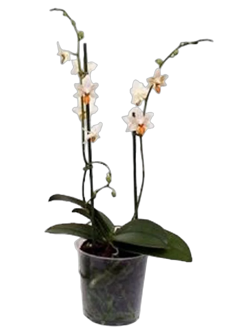 Фаленопсис мини 2 цветоноса - Phalaenopsis Mini Mark  D9 H15
