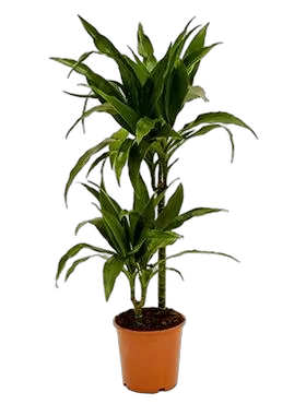 Драцена Джанет Крэйг - Dracaena deremensis "Janet Craig" D14 H70