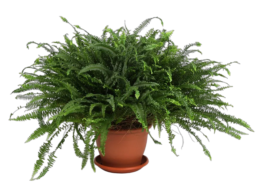 Нефролепис Грин Леди - Nehprolepis Green Lady D24 H60