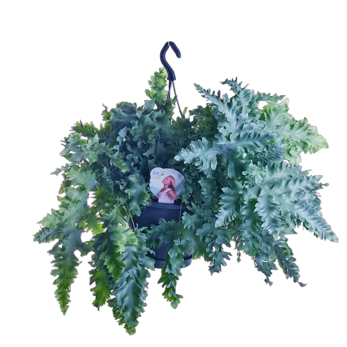 Флебодиум Давана - Phlebodium aureum Davana D20 H45