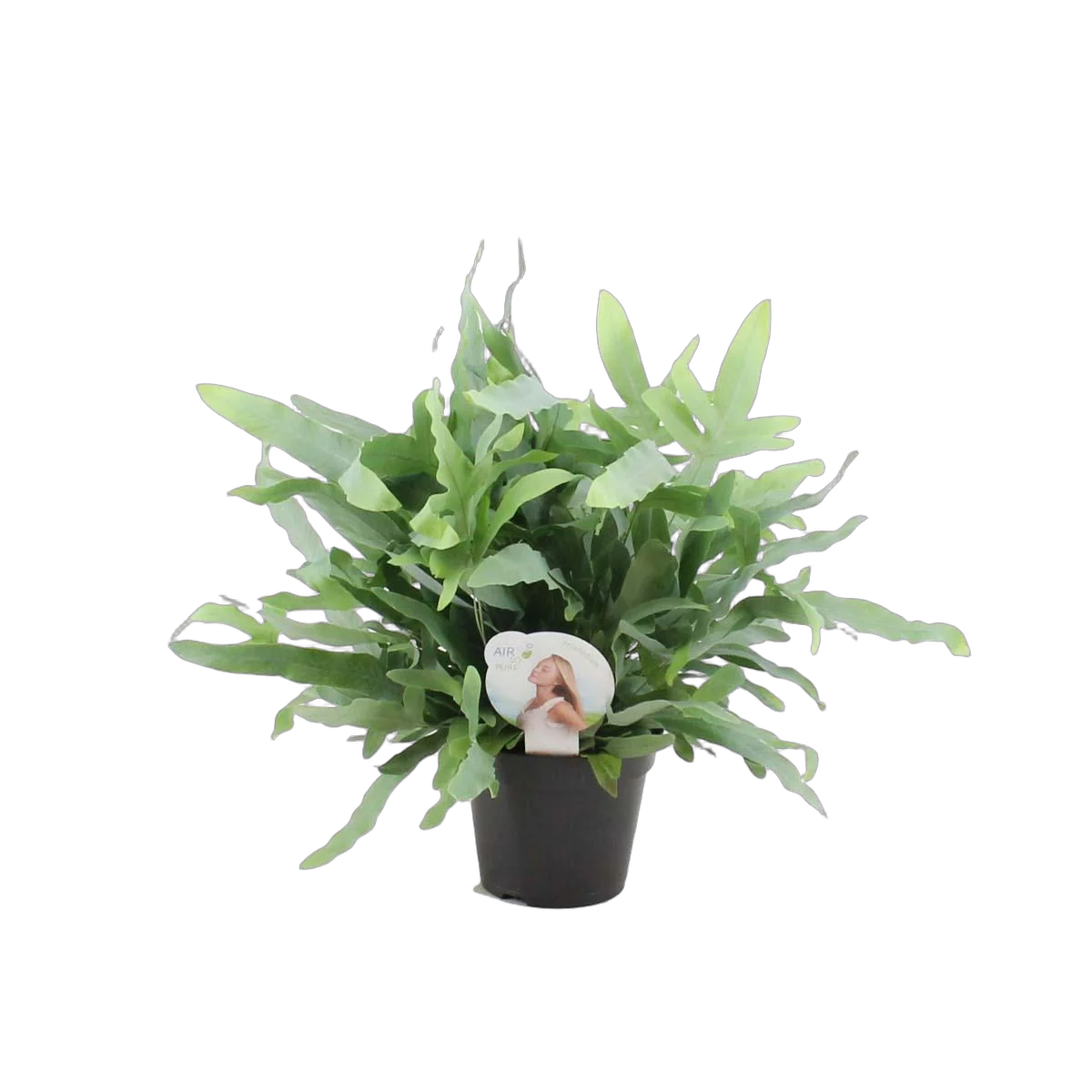 Папоротник Флебодиум золотистый - Phlebodium aureum 'Blue Star' D14 H50