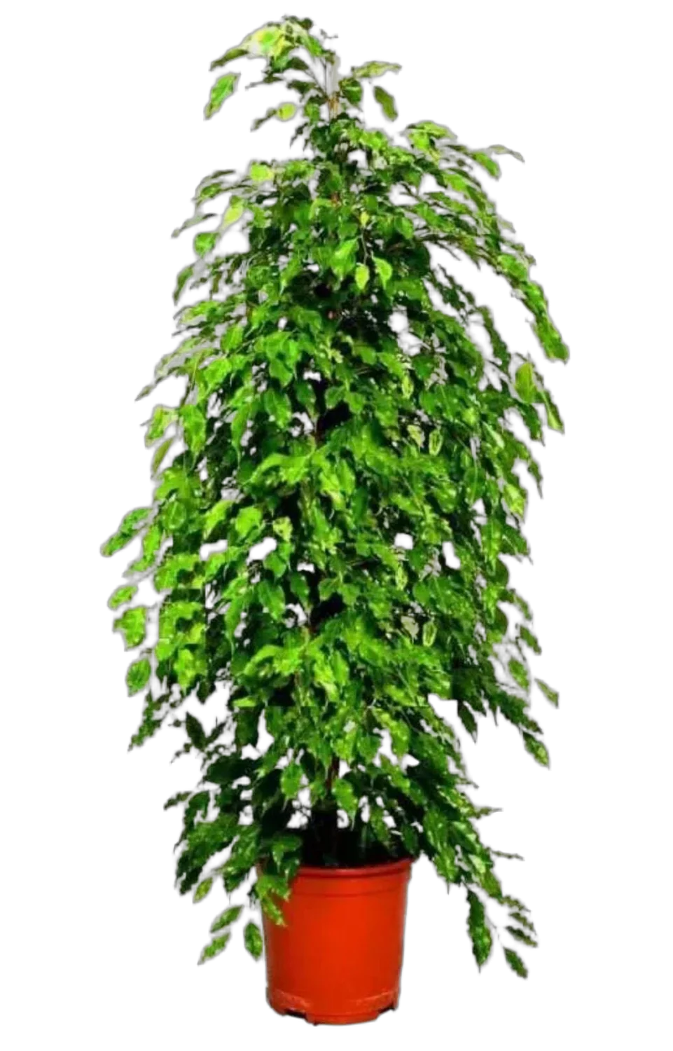 Фикус Бенджамина Голден Моник D40 H190