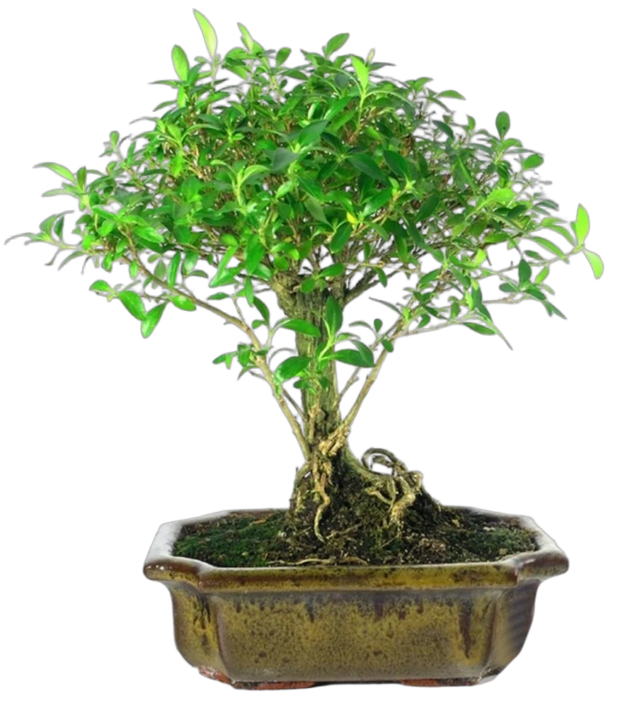 Бонсай Серисса - Bonsai Serissa D15 H25