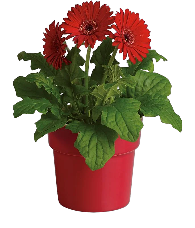 Гербера красная - Gerbera D18 H65