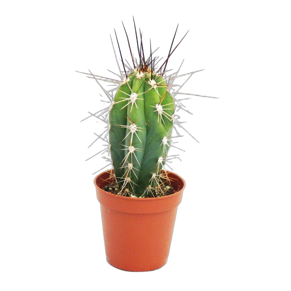 Стетсония Корине - Stetsonia coryne D12 H20