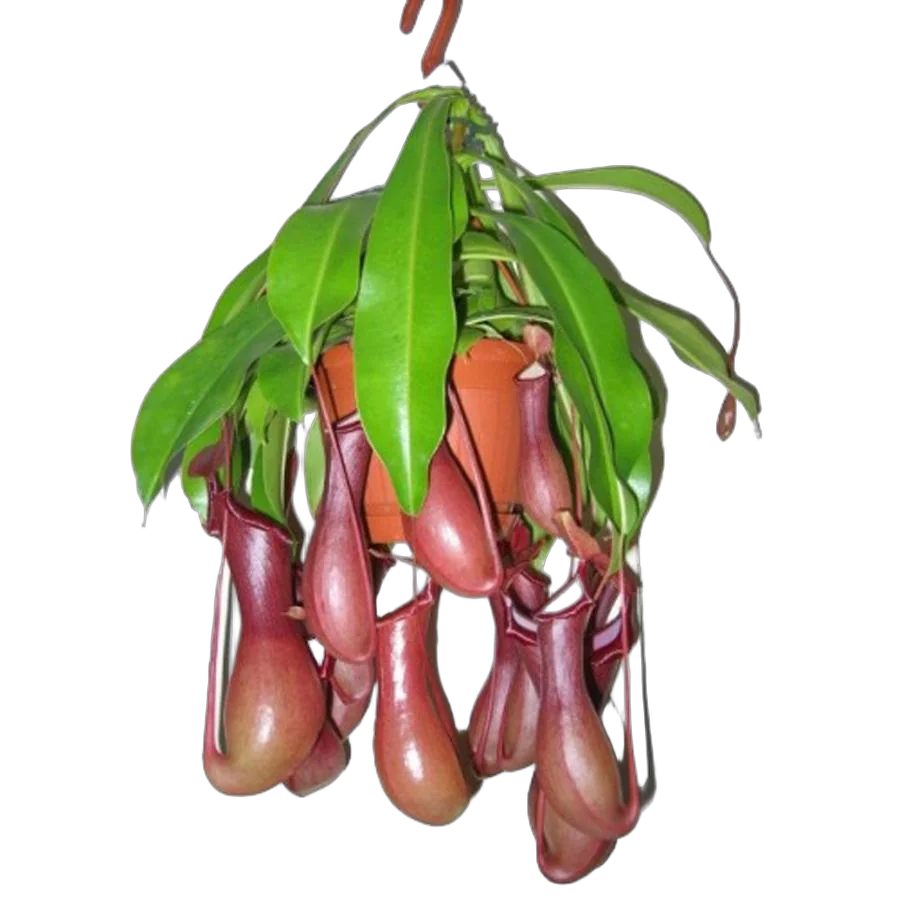 Непентес Линда - Nephenthes Linda D14 H45