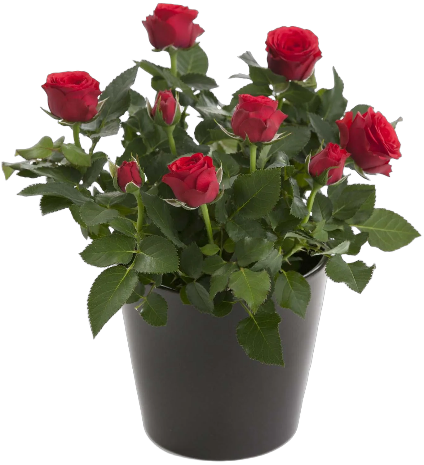 Роза красная  - Isabel Hit D21/45