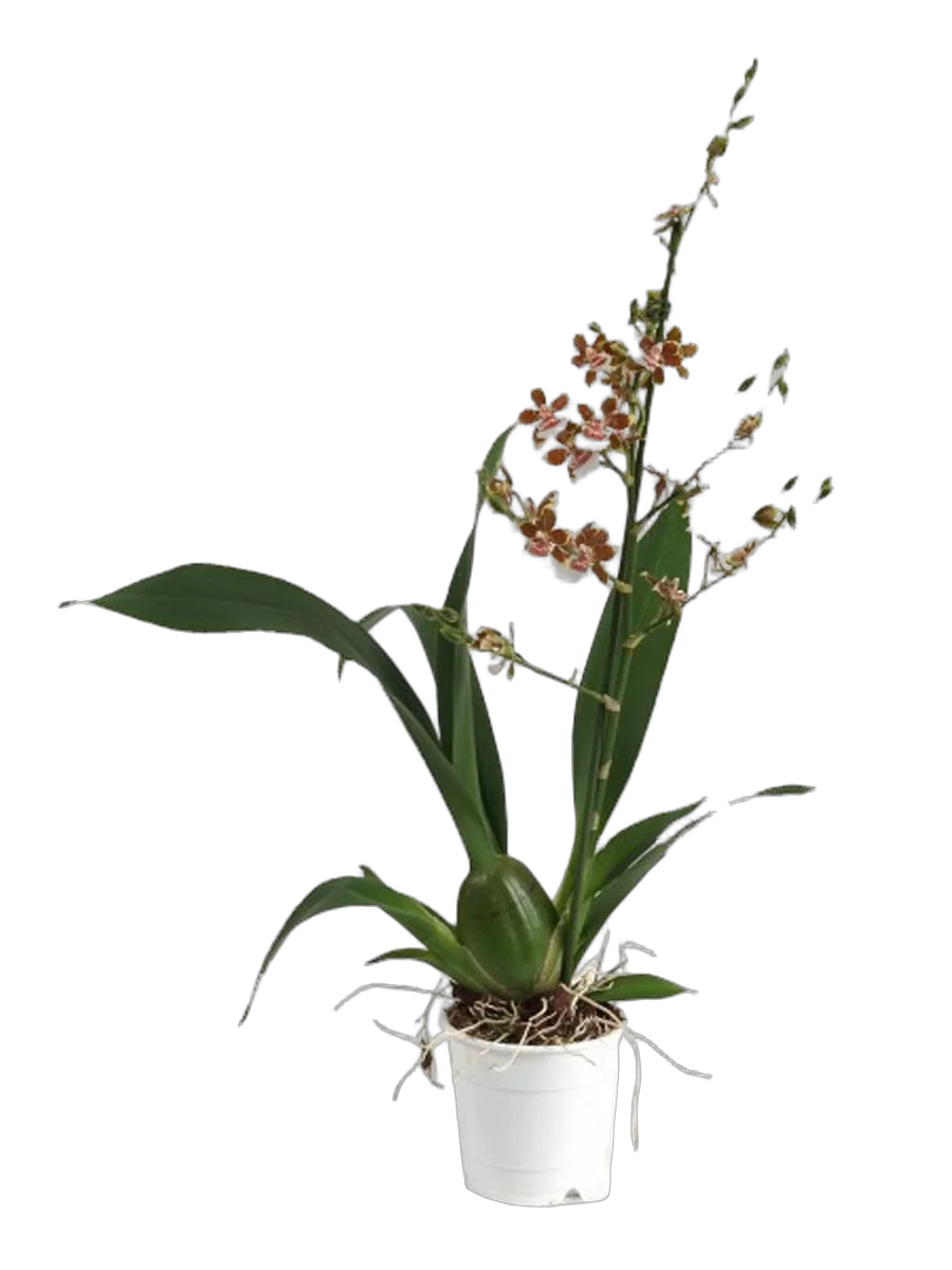 Камбрия Джангл Монарх - Cambria Jungle monarch D12 H60