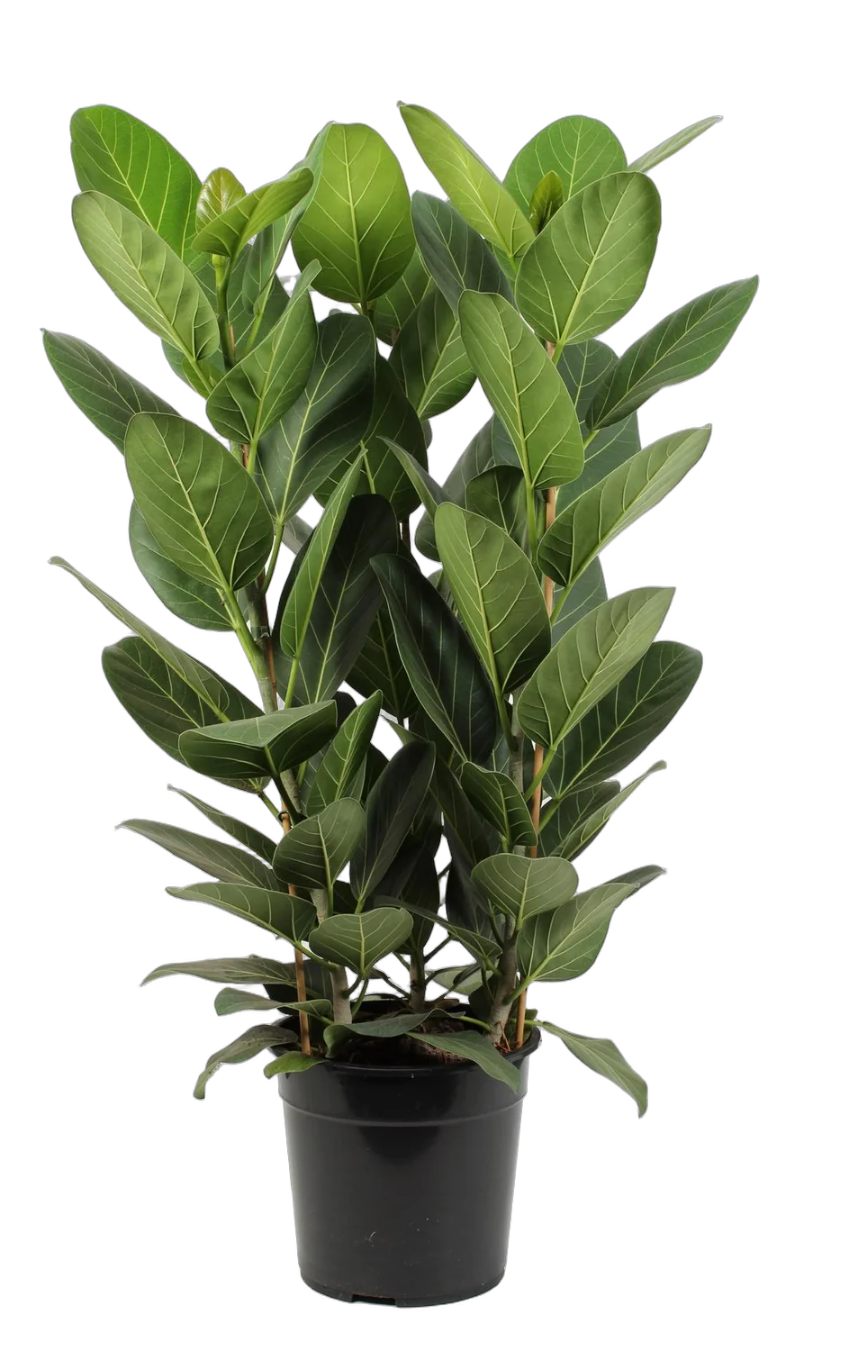 Фикус Бенгальский Андрей 3пп - Ficus benghalensis Audrey 3 stekken pp D27 H95