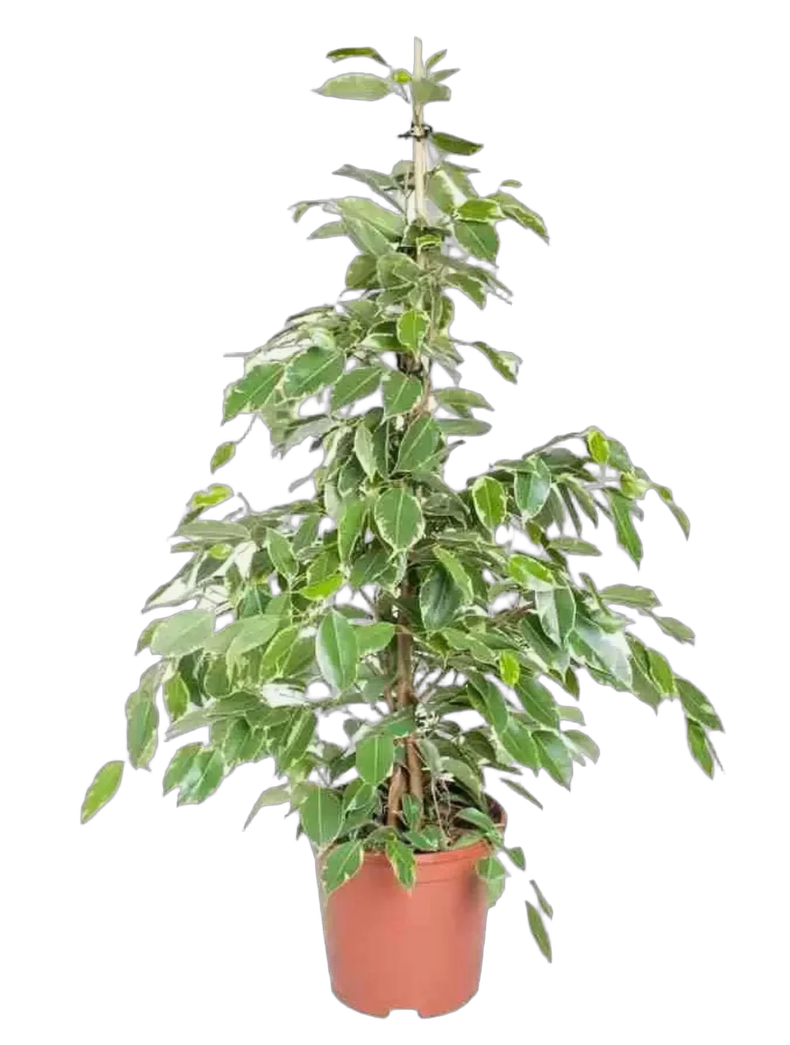 Фикус Бенджамина Голден Кинг - Ficus benjamina Golden King D21 H80