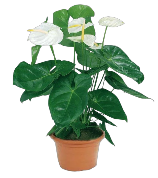 Антуриум Андреанум Бьюти Белый - Anthurium Beauty White белый D17 H60