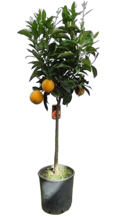 Апельсин Миртолистный - Citrus Chinotto D27 H150