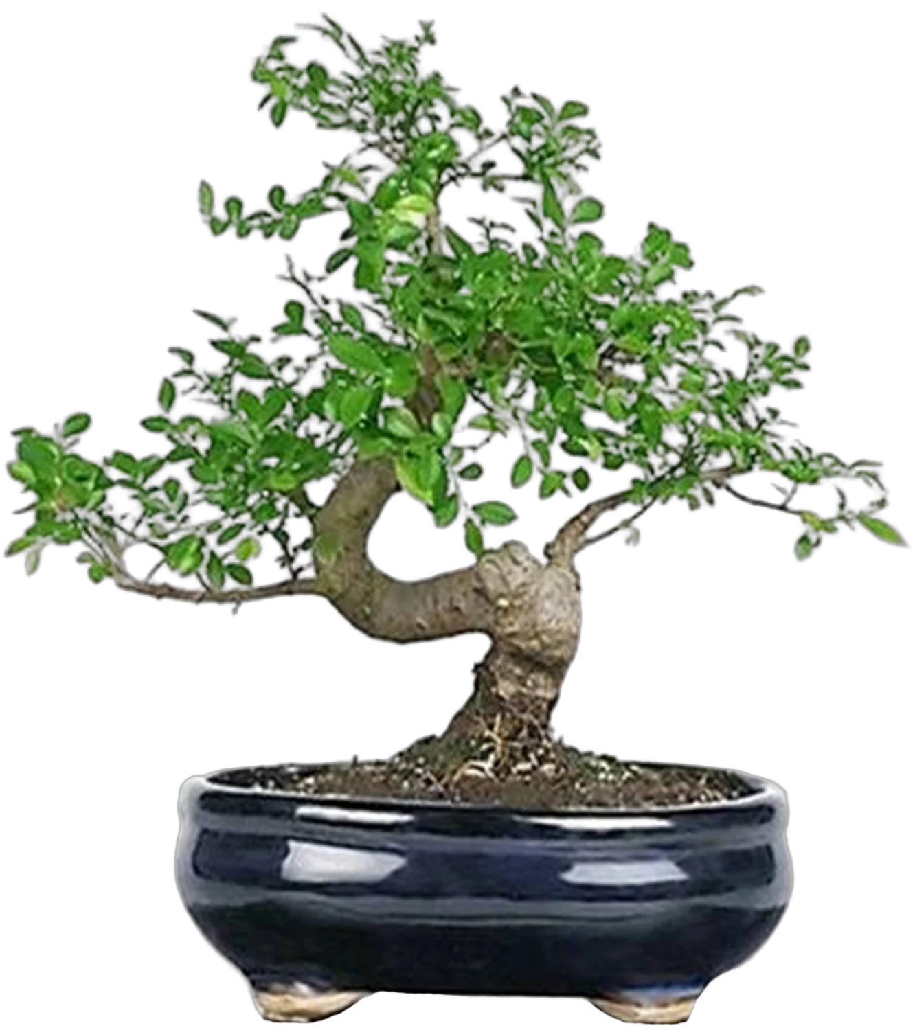 Бонсай Вяз D20 H35