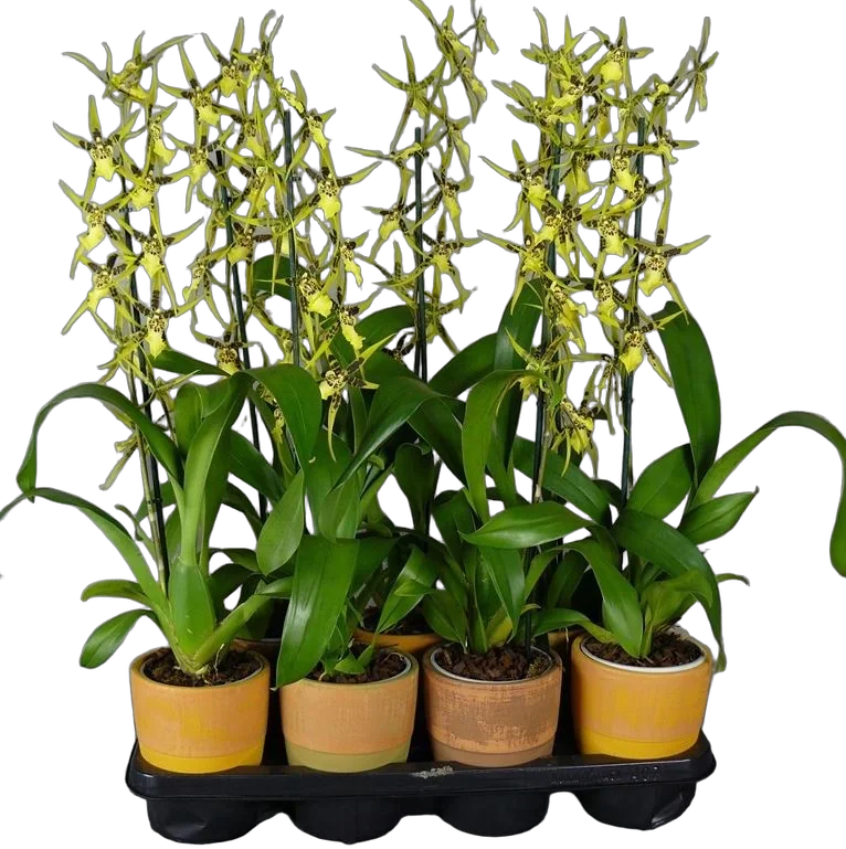 Братония - Bratonia Tessa 1 цветонос D12 H70