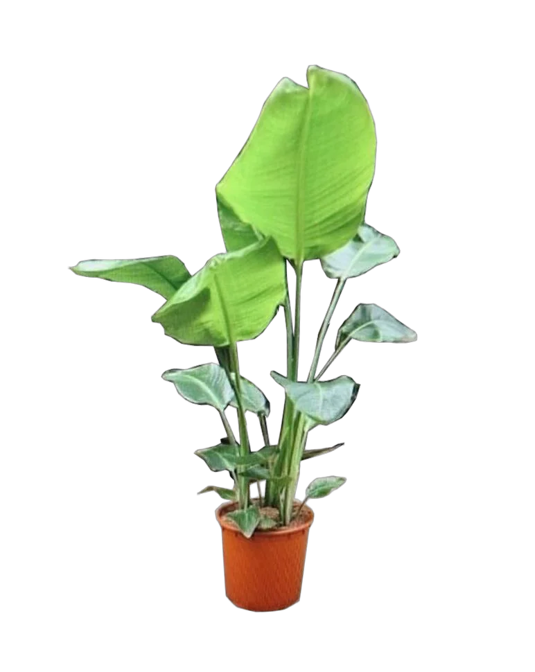 Стрелиция Николай  - Strelitzia Nicolai D34 H160