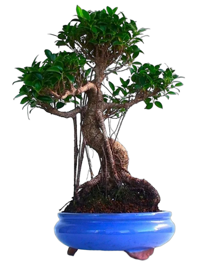 Бонсай Фикус Ретуза - Bonsai Ficus retusa D35 H55