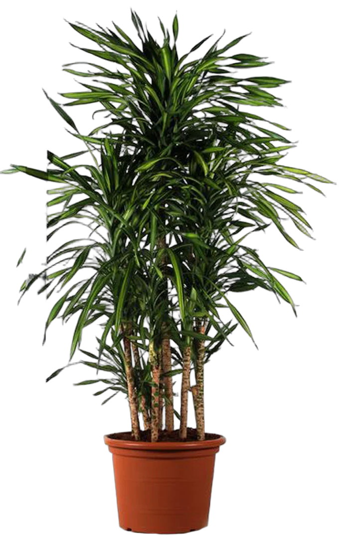 Драцена душистая Рики - Dracaena fragrans Riki  D40 H200