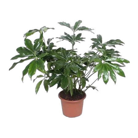 Филодендрон Грин Вондер - Philodendron Green Wonder D45 H130