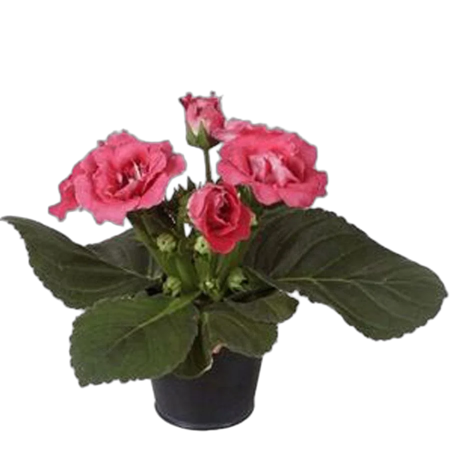 Глоксиния розовая - Gloxinia D10 H22