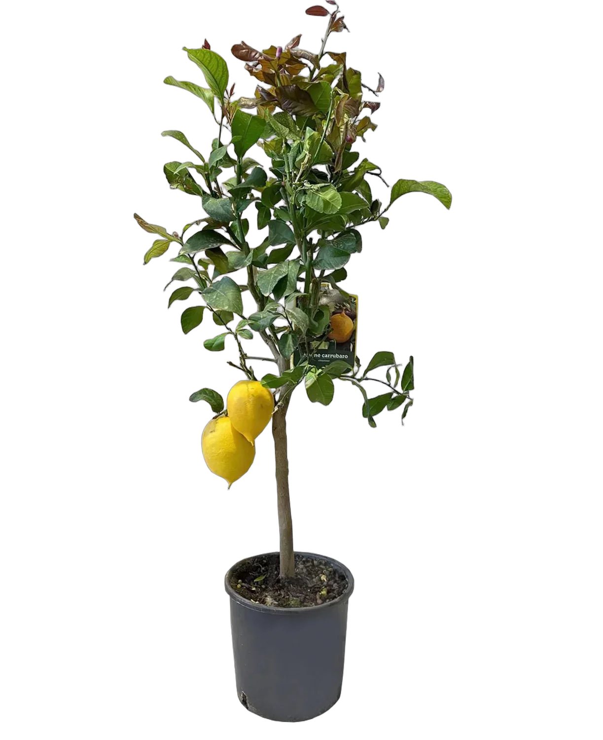 Лимон Фемминелло Каррубаро 90 см