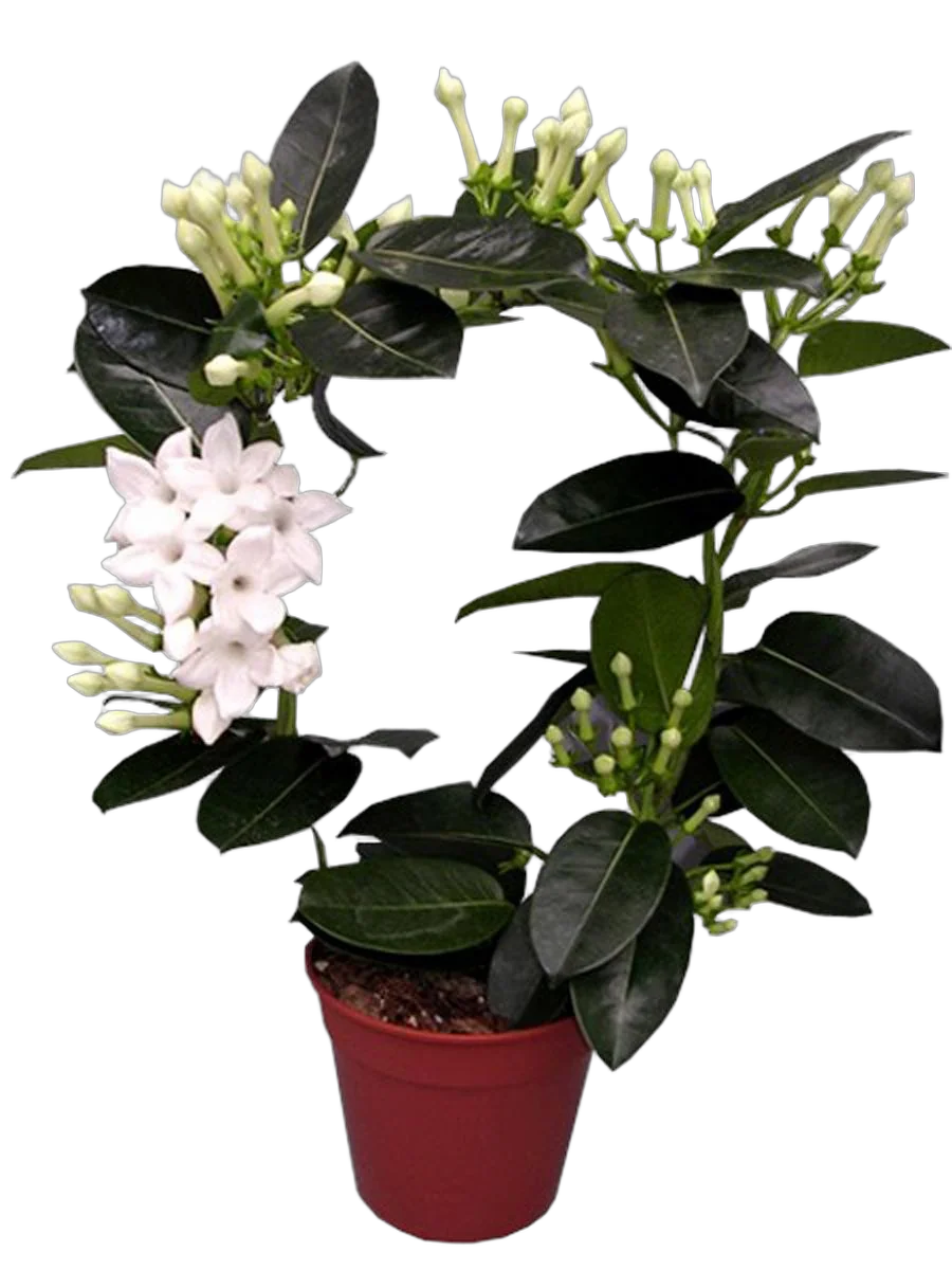 Стефанотис флорибунда - Stefanotis D10 H30