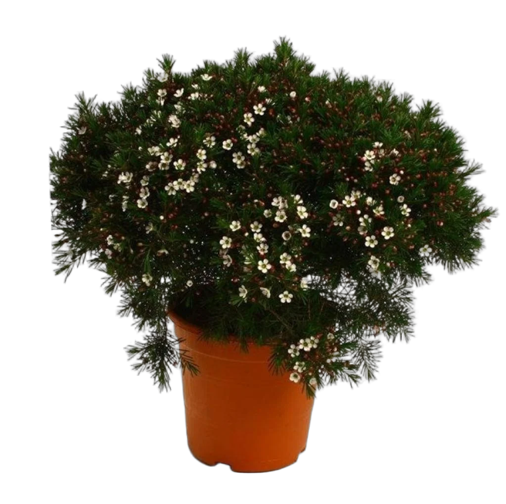 Хамелациум - Chamelaucium D14 H45