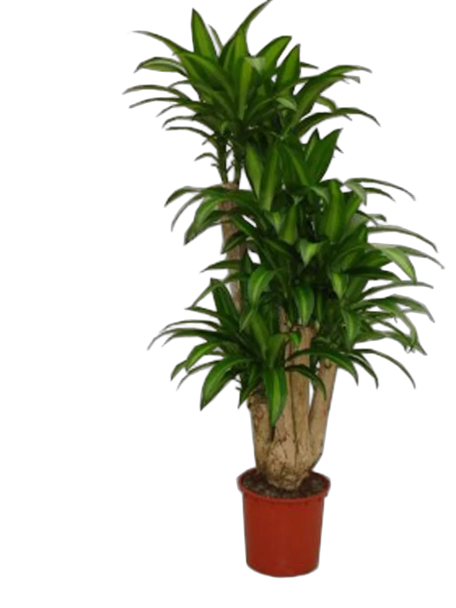 Драцена Массанжеана разветвленная - Dracaena Massangeana D38 H180