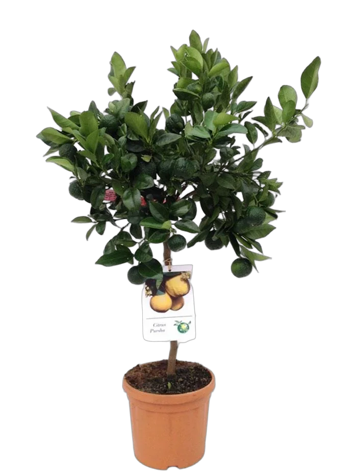 Цитрус Пурша или лиметта - Citrus pursha limetta  D24 H100