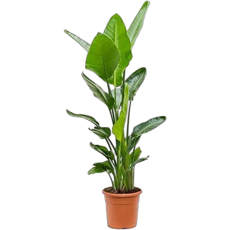 Стрелиция Николай - Strelitzia Nicolai D24 H135