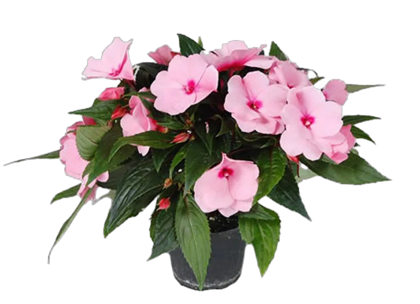 Бальзамин (Импатиенс)- Balsaminaceae D12 H25