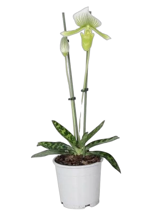 Пафиопедилум - Paphiopedilum D12 H40