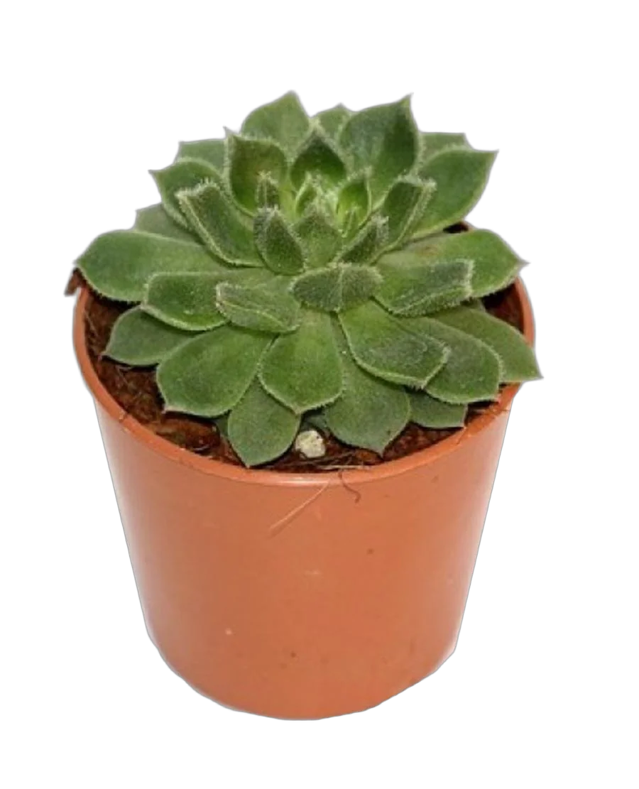 Эхеверия щетинистая - Echeveria setosa D5 H12