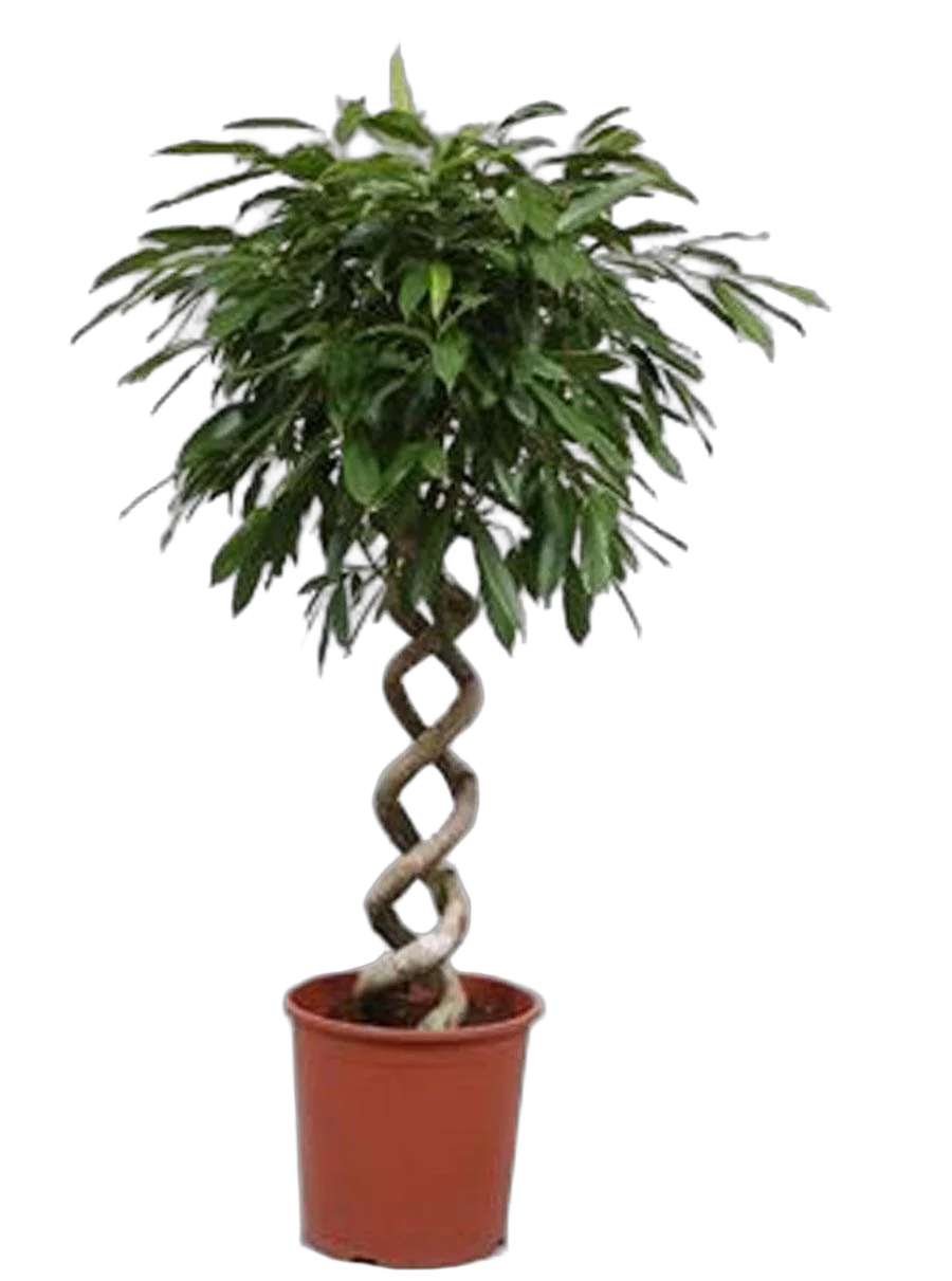 Фикус Биннедика Амстел Голд двойная спираль -  Ficus binnendiijkii Amstel Gold D24 H120