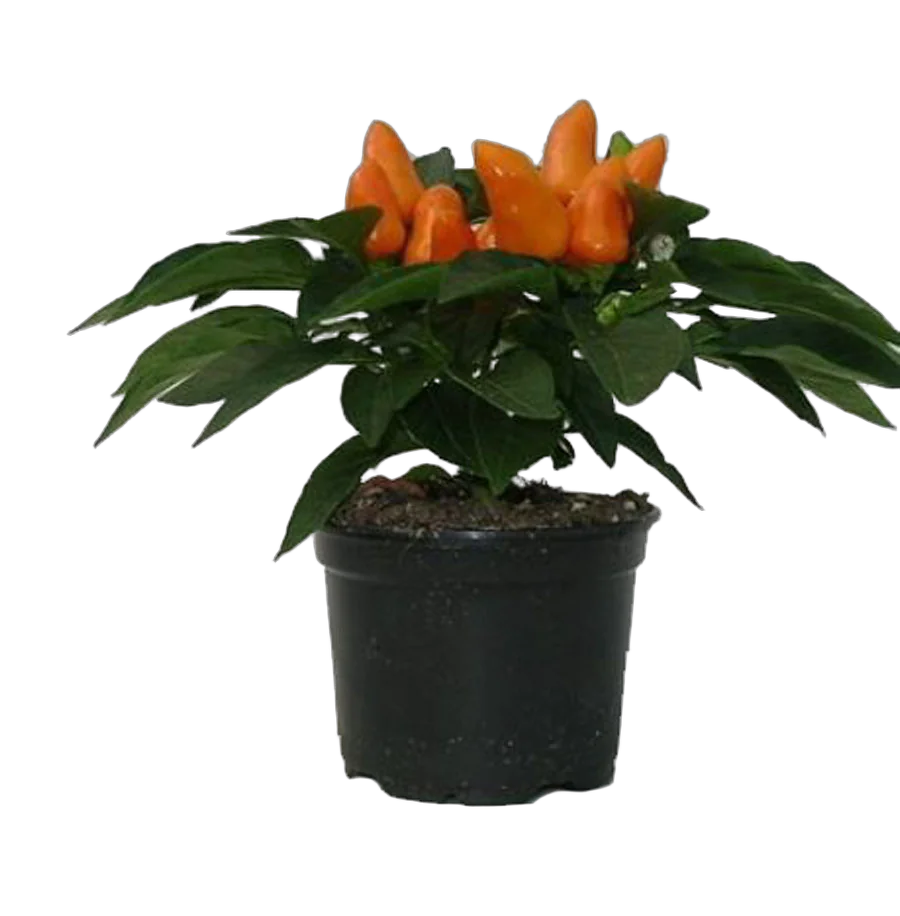 Капсикум оранжевый - Capsicum Tango Light D10 H20