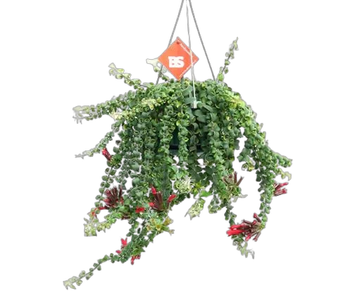 Эсхинантус Твистер - Aeschynanthus  D17 H30