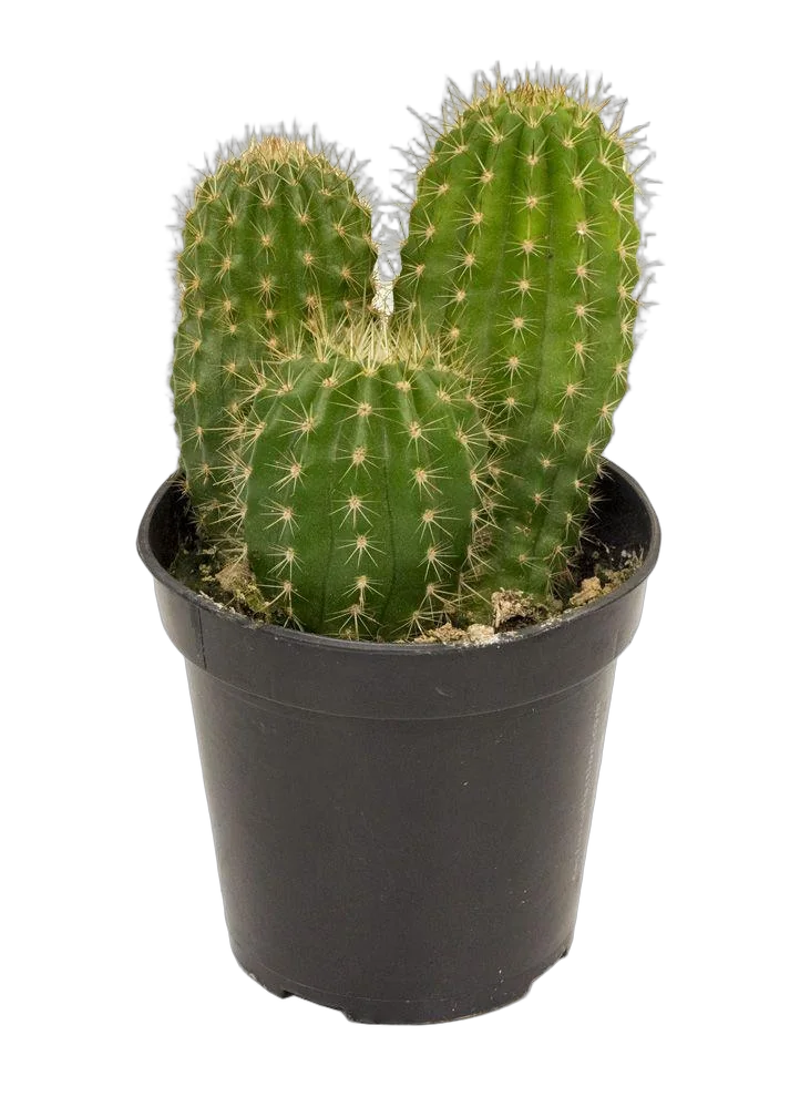 Трихоцереус Шпаха - Trichocereus Spachianus D15 H35