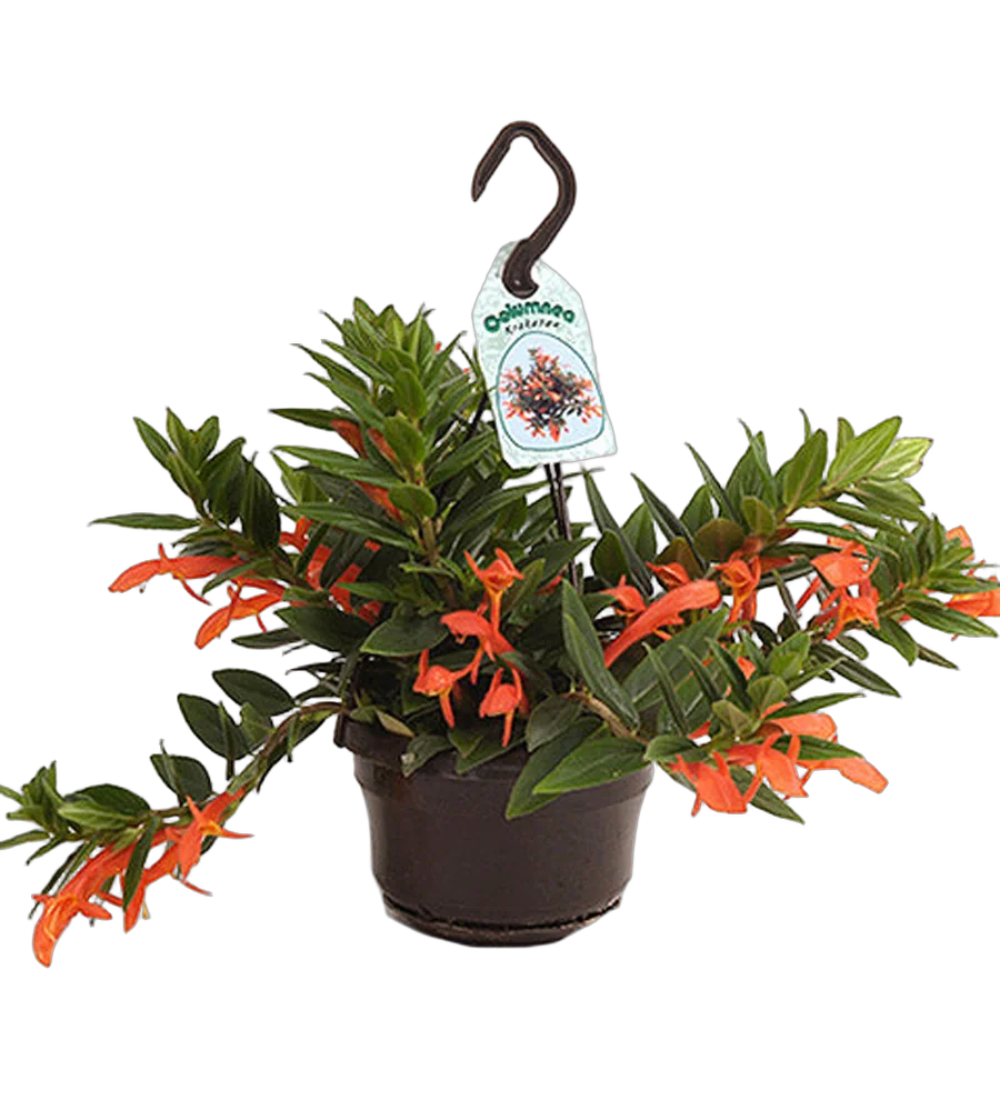 Колумнея Кракатау - Columnea Krakatau D15 H35