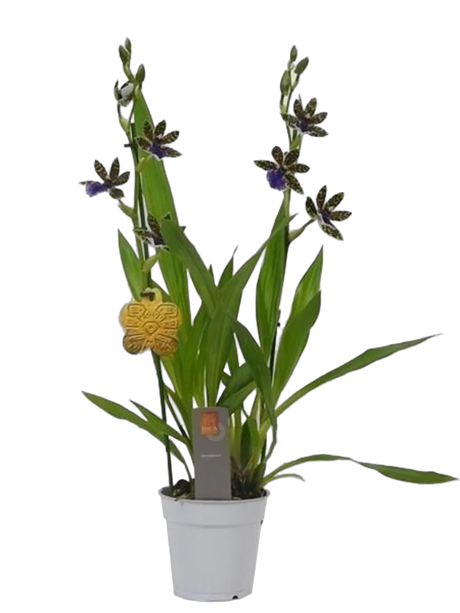 Зигопеталум - Zygopetalum louisendorf D12 H60