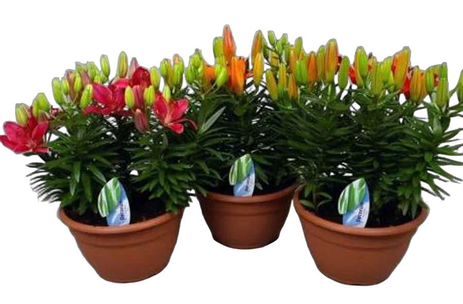 Лилия микс - Lilium Az D30 H55